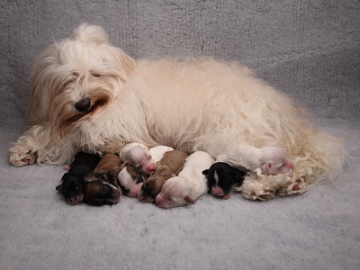 Bichon Havanais hvalpe - Miki Nanoq Smilla